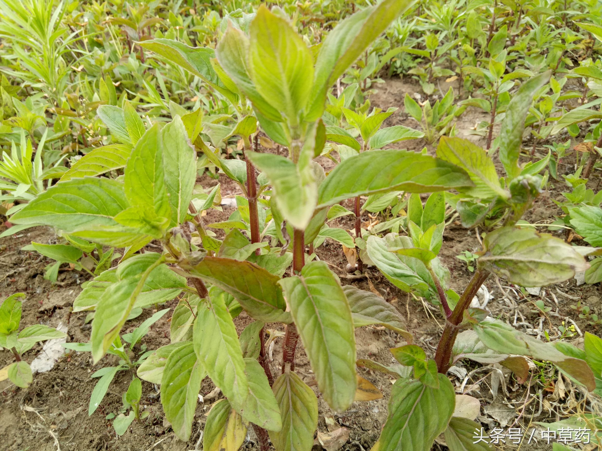 原来薄荷还有这样的用途,日常使用薄荷的好处都有哪几种