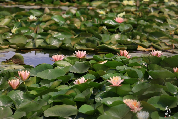 六月的巨鹿，“杏好”遇见你！