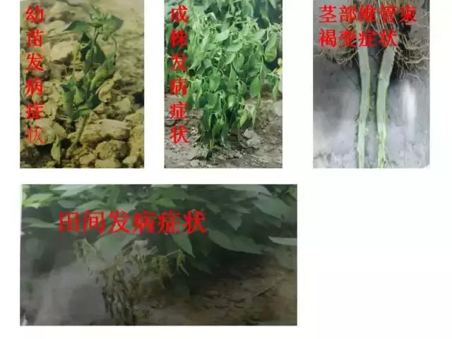 辣椒卷叶病虫害图谱及防治方案,辣椒病虫害大全