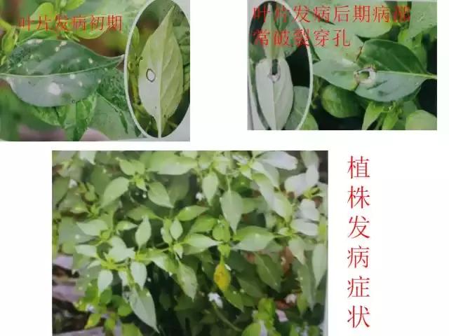 辣椒卷叶病虫害图谱及防治方案,辣椒病虫害大全