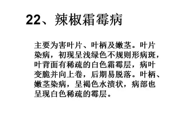 辣椒卷叶病虫害图谱及防治方案,辣椒病虫害大全