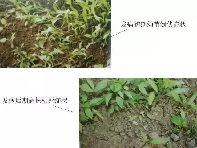 辣椒卷叶病虫害图谱及防治方案,辣椒病虫害大全