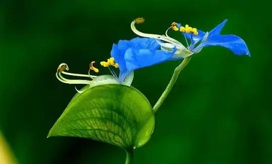 鸭跖草花的图片,紫鸭跖草花图片