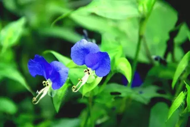鸭跖草花的图片,紫鸭跖草花图片