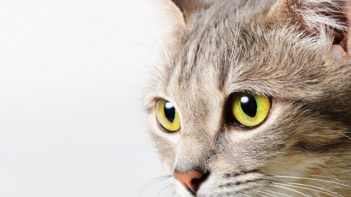 什么是猫咪葡萄眼,什么是猫咪的泪痕