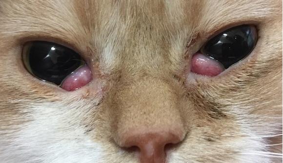 什么是猫咪葡萄眼,什么是猫咪的泪痕