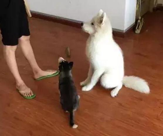 厉害了，竟然同时养了哈士奇和萨摩耶！貌似经常打架啊！