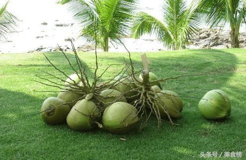 椰子能做出什么好吃的,椰子到底怎么做才好吃