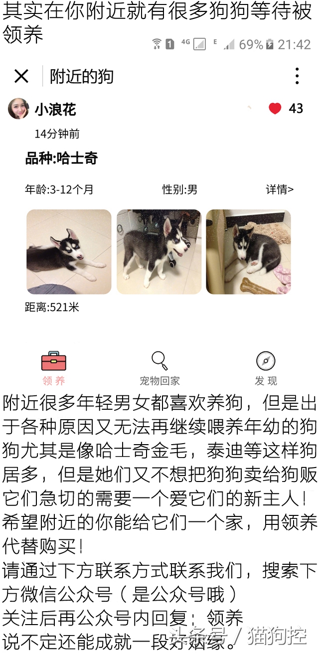 哈士奇为什么老拉稀屎,哈士奇老是在笼子里拉屎