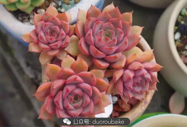 大浙江的多肉也来拉仇恨咯！即使淋雨也不褪色！我有妙招！