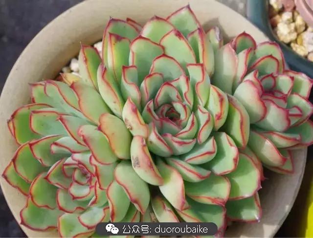 大浙江的多肉也来拉仇恨咯！即使淋雨也不褪色！我有妙招！