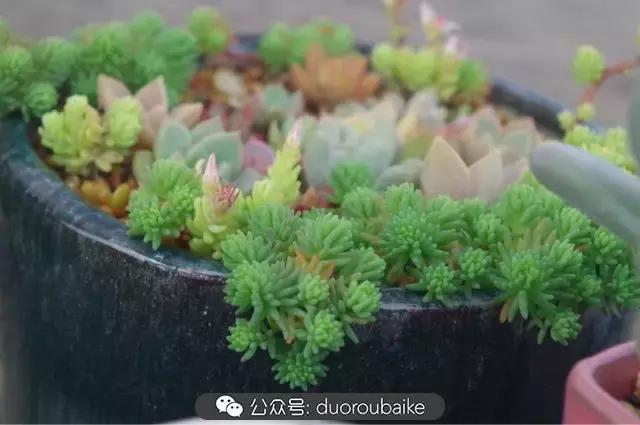 大浙江的多肉也来拉仇恨咯！即使淋雨也不褪色！我有妙招！