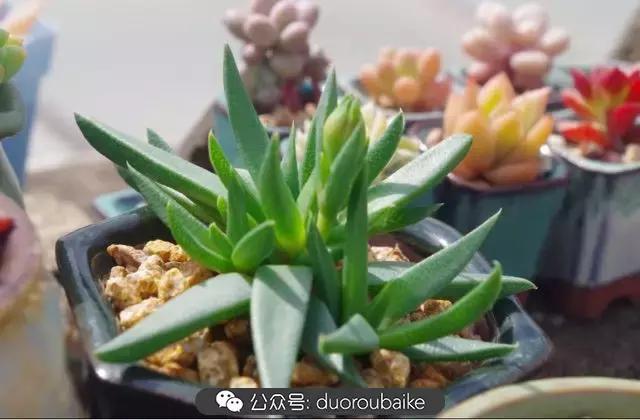 大浙江的多肉也来拉仇恨咯！即使淋雨也不褪色！我有妙招！