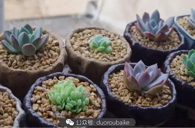 大浙江的多肉也来拉仇恨咯！即使淋雨也不褪色！我有妙招！