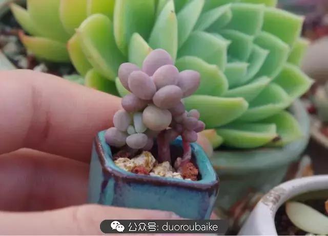 大浙江的多肉也来拉仇恨咯！即使淋雨也不褪色！我有妙招！