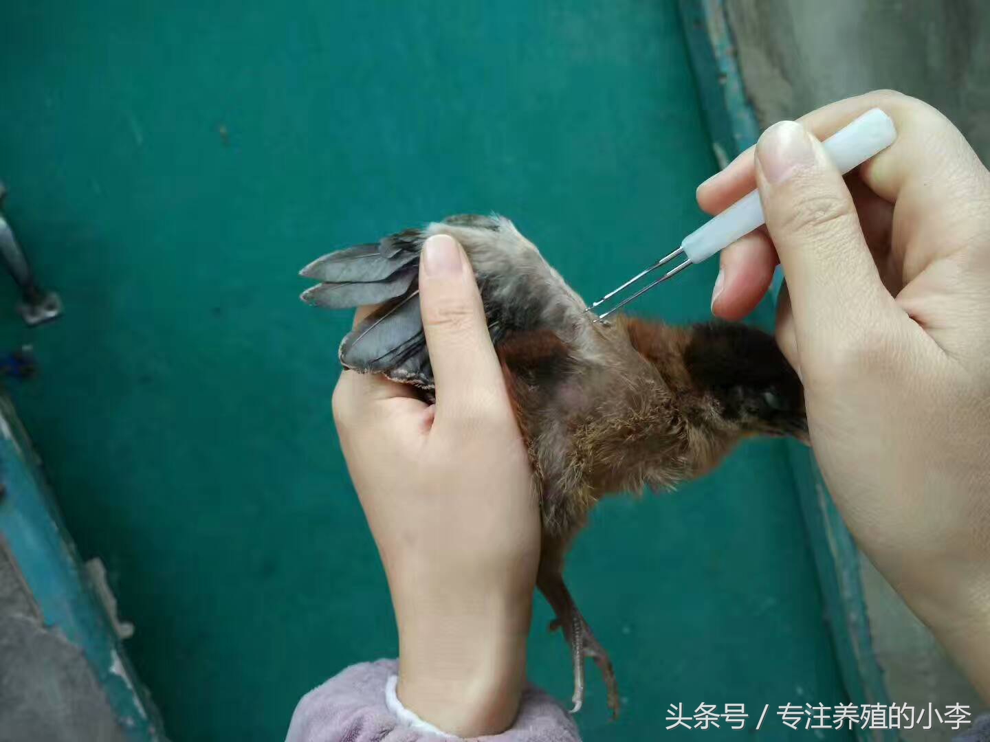 鸡被蚊子咬了怎样治疗,鸡被蚊子咬了眼睛瞎了