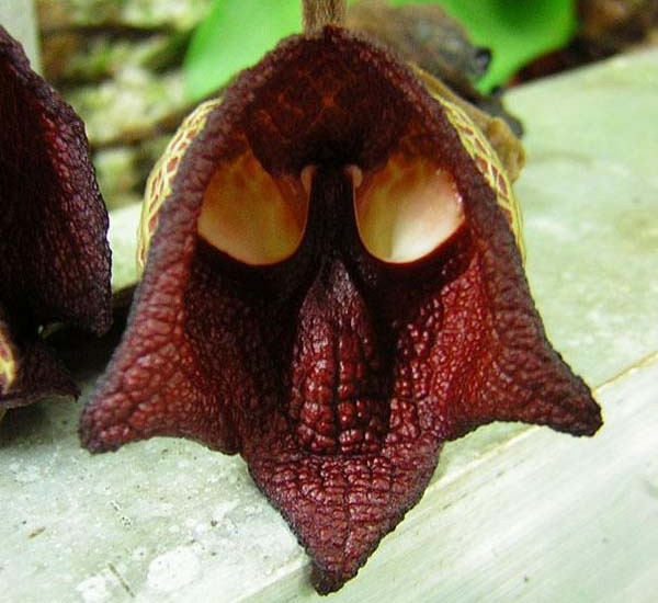 罕见又难养的兰花,最适合养的奇花兰花