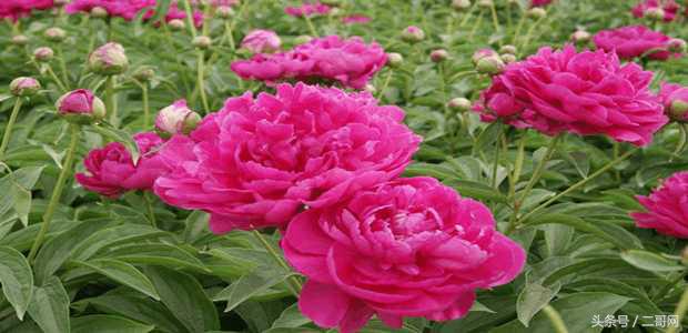 白芍正确使用方法,白芍的最佳食用方法