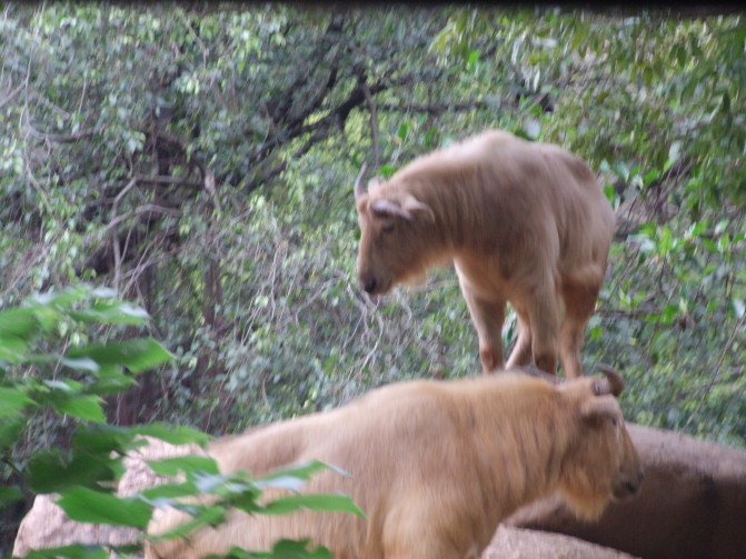 广州香港迪士尼一日游报团,长隆好玩还是迪士尼好玩