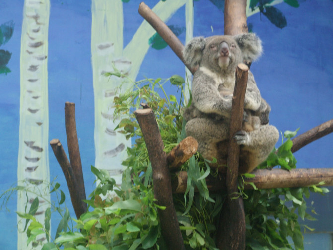 广州香港迪士尼一日游报团,长隆好玩还是迪士尼好玩