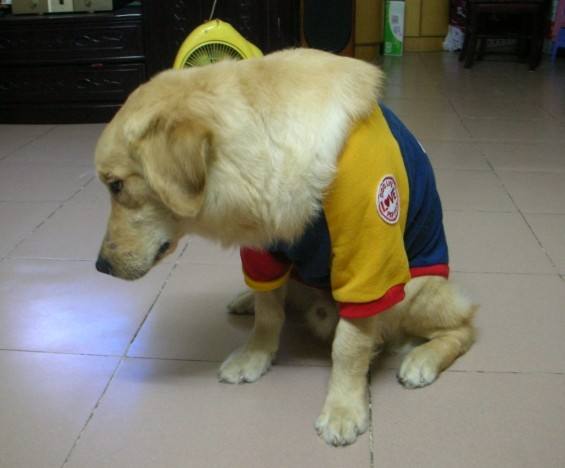 狗行为训错了怎么纠正,狗狗的行为纠正20期