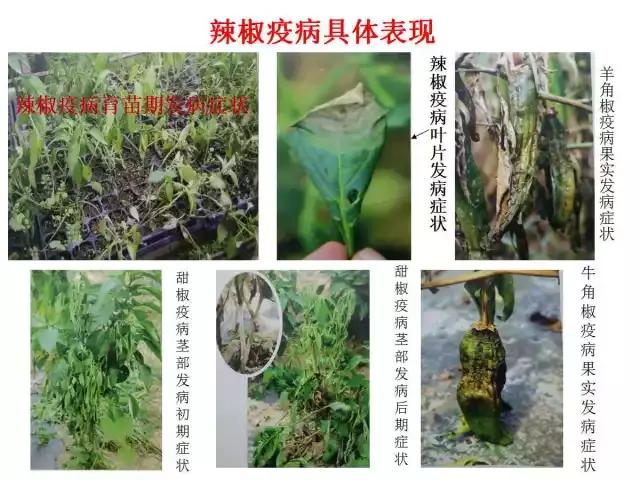 辣椒卷叶病虫害图谱及防治方案,辣椒病虫害大全