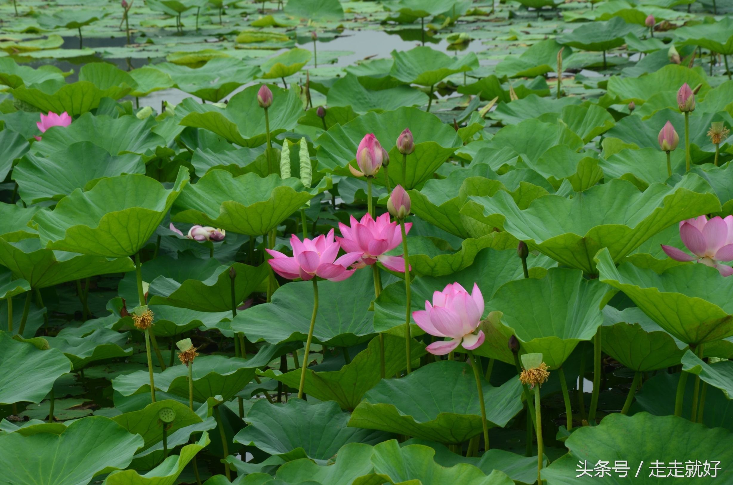 雄安新区白洋淀今日最新消息,雄安白洋淀近况