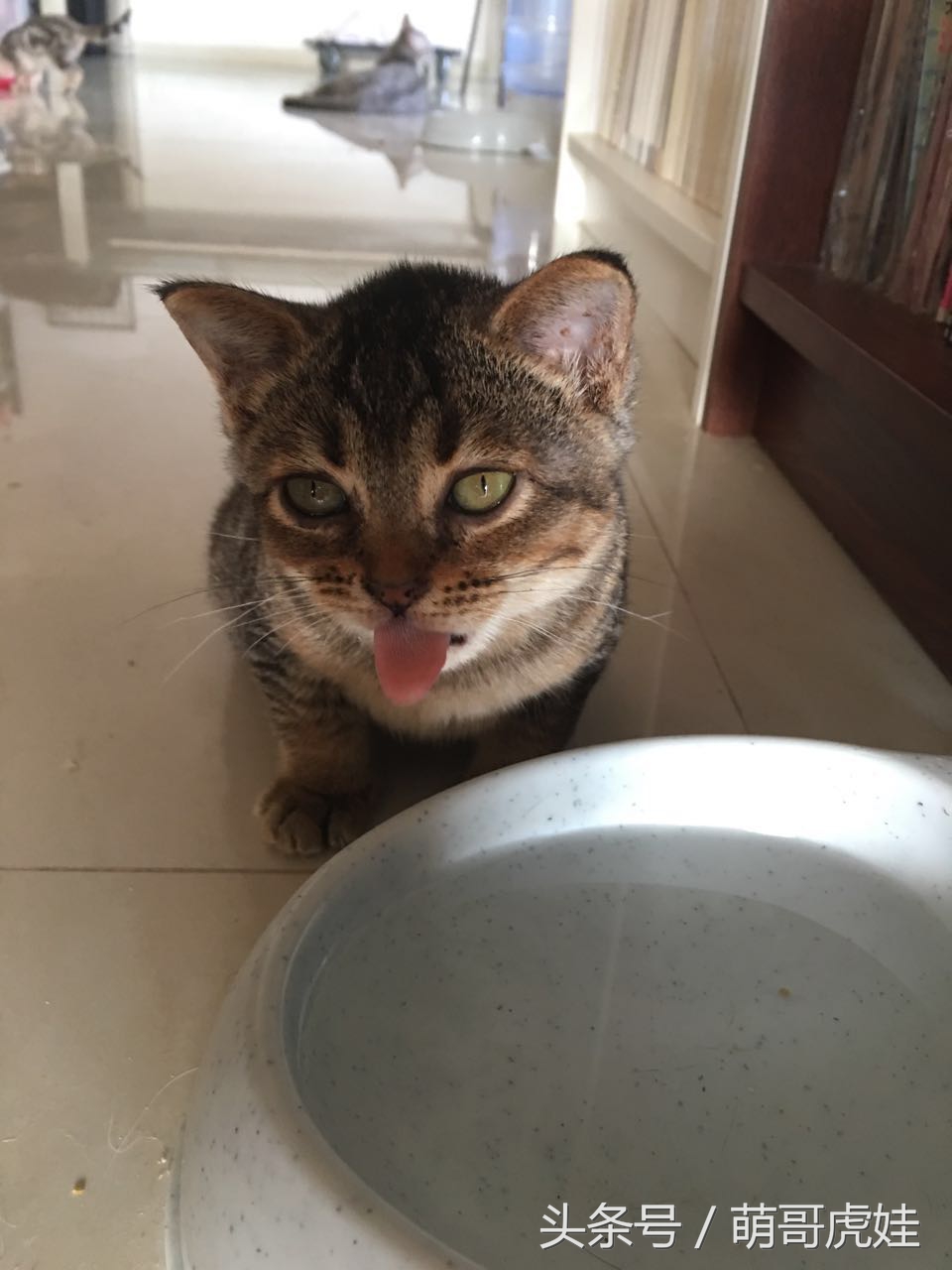 心爱的抱枕才抱了一晚上就被喵星人给糟蹋了，铲屎的：谁干的站出来保证不打死你