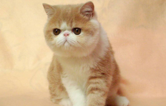 加菲猫怎么教猫咪在厕所大便,加菲猫总是软便怎么办