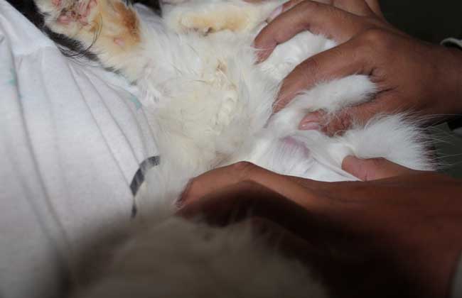 铲屎官得猫癣症状,铲屎官感染猫癣用什么药