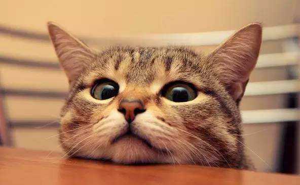 什么是猫咪葡萄眼,什么是猫咪的泪痕