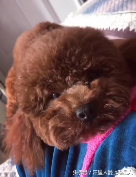 泰迪拆家被主人暴打,泰迪拆家罚站