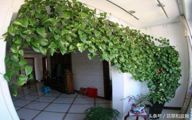 女人养了一棵绿萝10年爬满客厅,绿萝疯长爬满墙