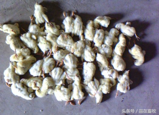 雏鸡白痢怎么治疗最好,治鸡白痢有哪种特效药