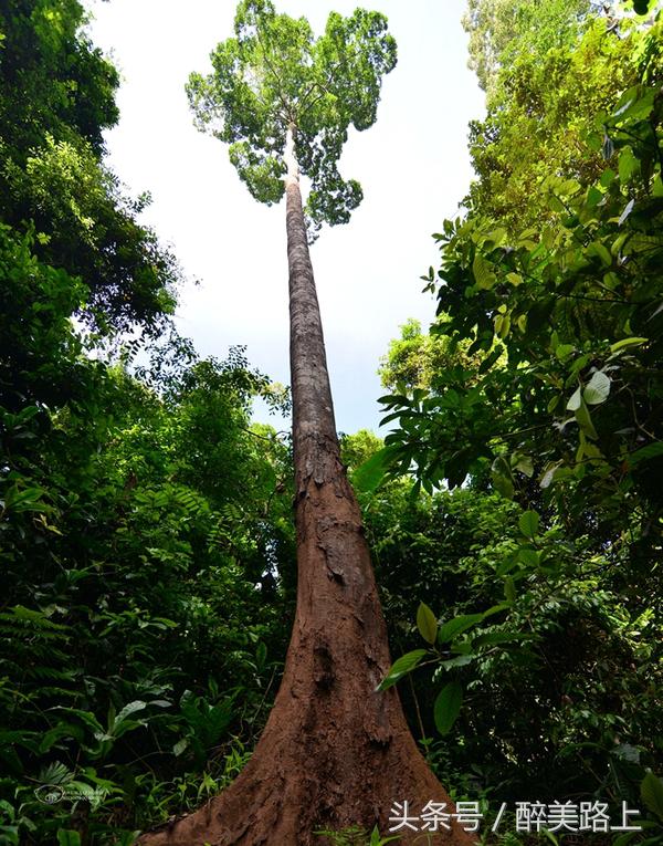 西双版纳在水一方泼水节,版纳哪里可以感受泼水