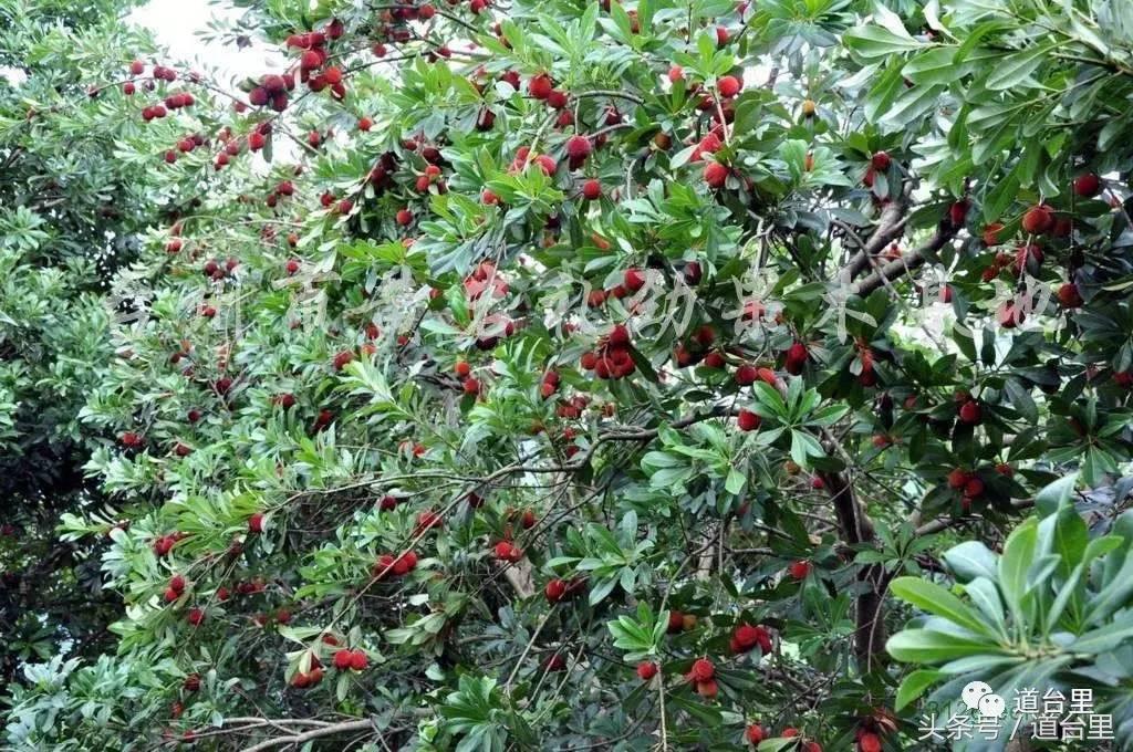 东魁杨梅的生长过程,东魁杨梅详细讲解