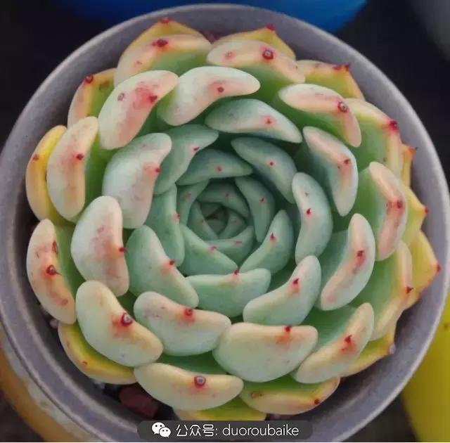 大浙江的多肉也来拉仇恨咯！即使淋雨也不褪色！我有妙招！