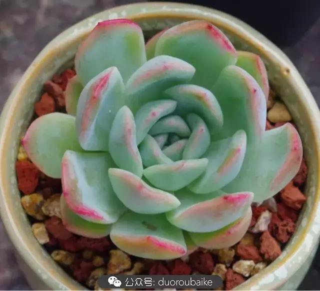 大浙江的多肉也来拉仇恨咯！即使淋雨也不褪色！我有妙招！