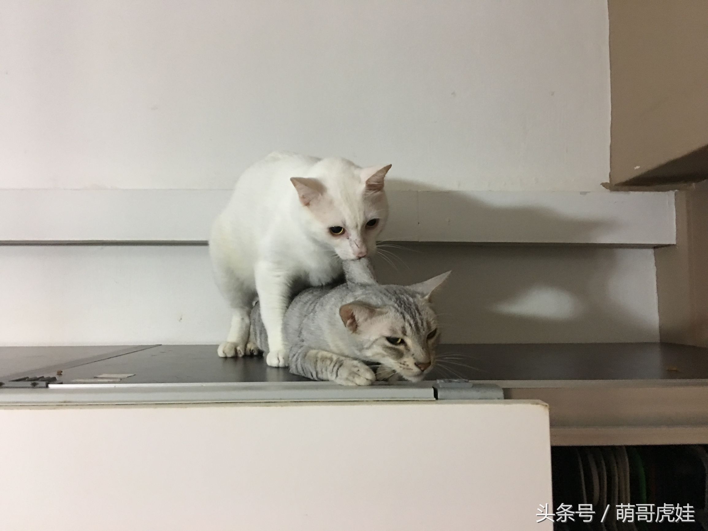 心爱的抱枕才抱了一晚上就被喵星人给糟蹋了，铲屎的：谁干的站出来保证不打死你