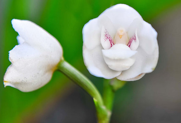 罕见又难养的兰花,最适合养的奇花兰花