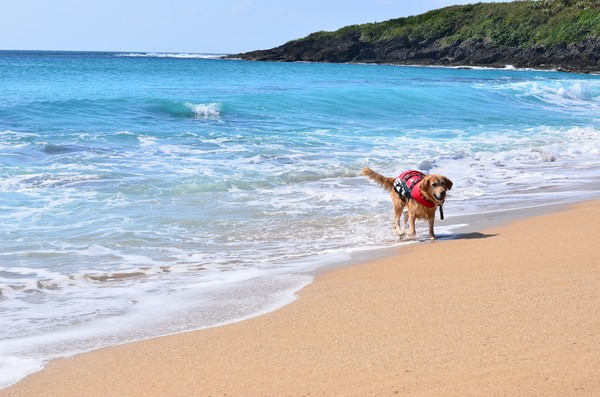 怎样办理台湾通行证和入台证,到台湾旅游入台证怎么办理