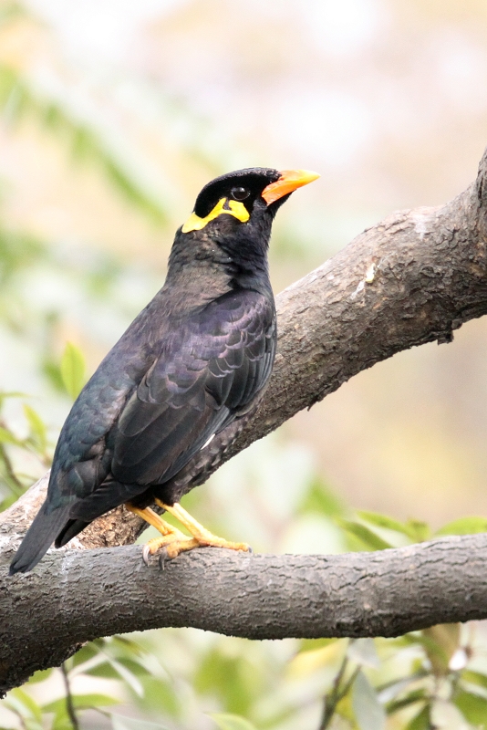 八哥鸟怎么养才能亲近人,养了一年的八哥鸟会怎样