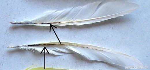 虎皮鹦鹉得肝病的症状,虎皮鹦鹉皮肤疾病怎么治疗