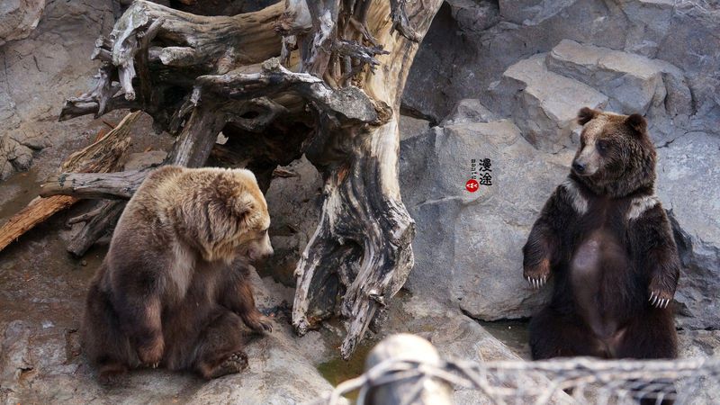 长隆亲子两大两小旅游攻略,珠海长隆横琴湾酒店亲子攻略