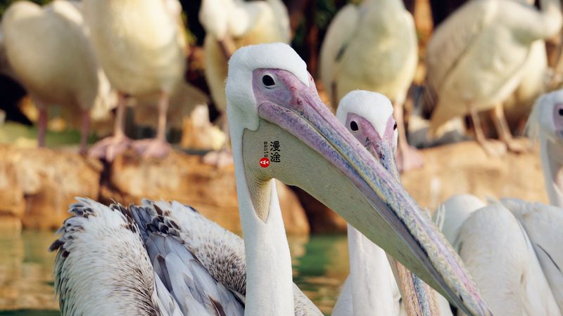 长隆亲子两大两小旅游攻略,珠海长隆横琴湾酒店亲子攻略