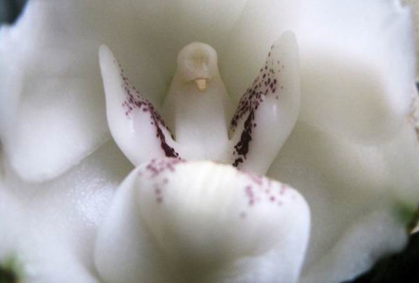 罕见又难养的兰花,最适合养的奇花兰花