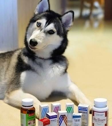 狗狗上火了怎么降火,狗狗上火了怎么办最快最有效