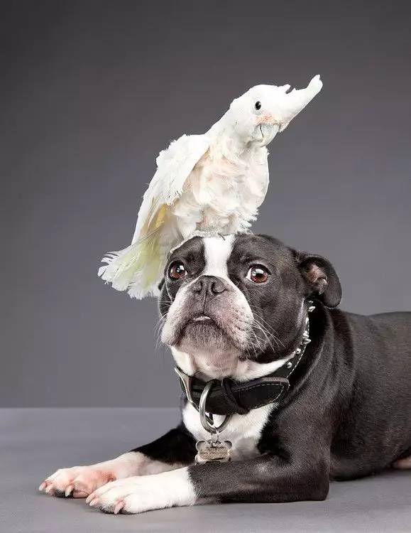 狗狗上火了怎么降火,狗狗上火了怎么办最快最有效