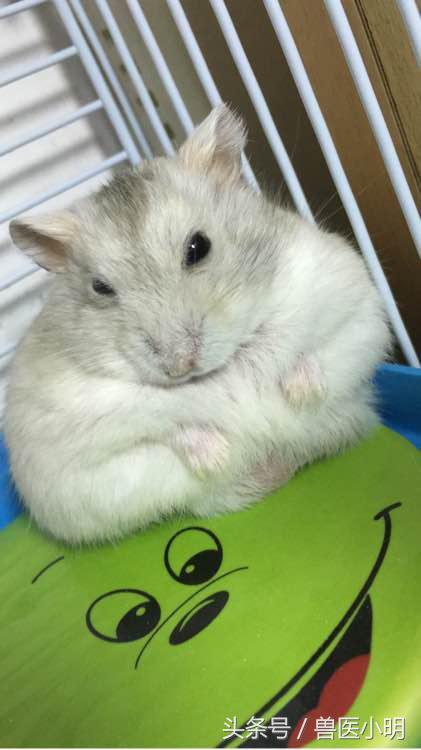 仓鼠看起来没精打采给它吃什么好,仓鼠看对眼有什么表现