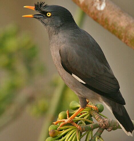 八哥鸟怎么养才能亲近人,养了一年的八哥鸟会怎样